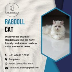 Ragdoll cat breed from Cat Exotica