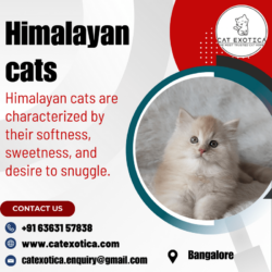 Himalayan cats (1)