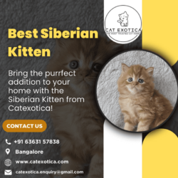 Best Siberian Kitten