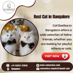 Best Cat in Bangalore
