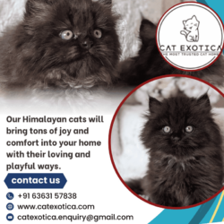 Our Himalayan cats will bring to