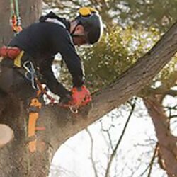 Tree Removal Services in Littleton CO 2